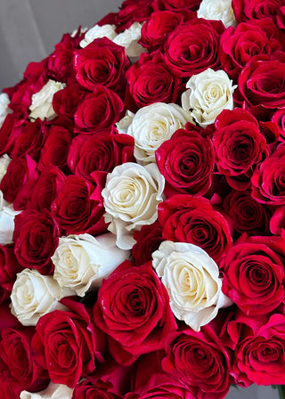 NO. 111. Bouquet with 100 Red and White roses