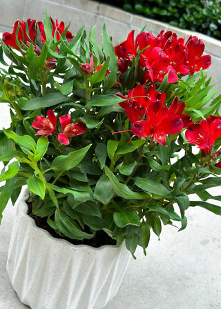 NO. 109. Alstroemeria plant