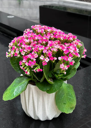 NO. 110. Kalanchoe plant