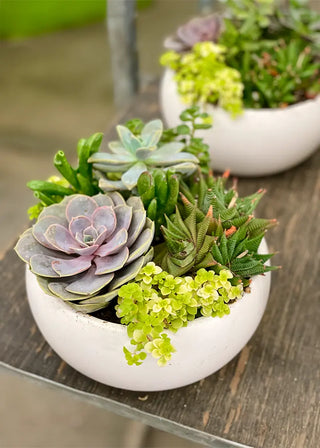 NO. 144. Succulent Bowl