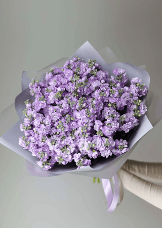 NO. 62. Bouquet of Purple Matthiolas